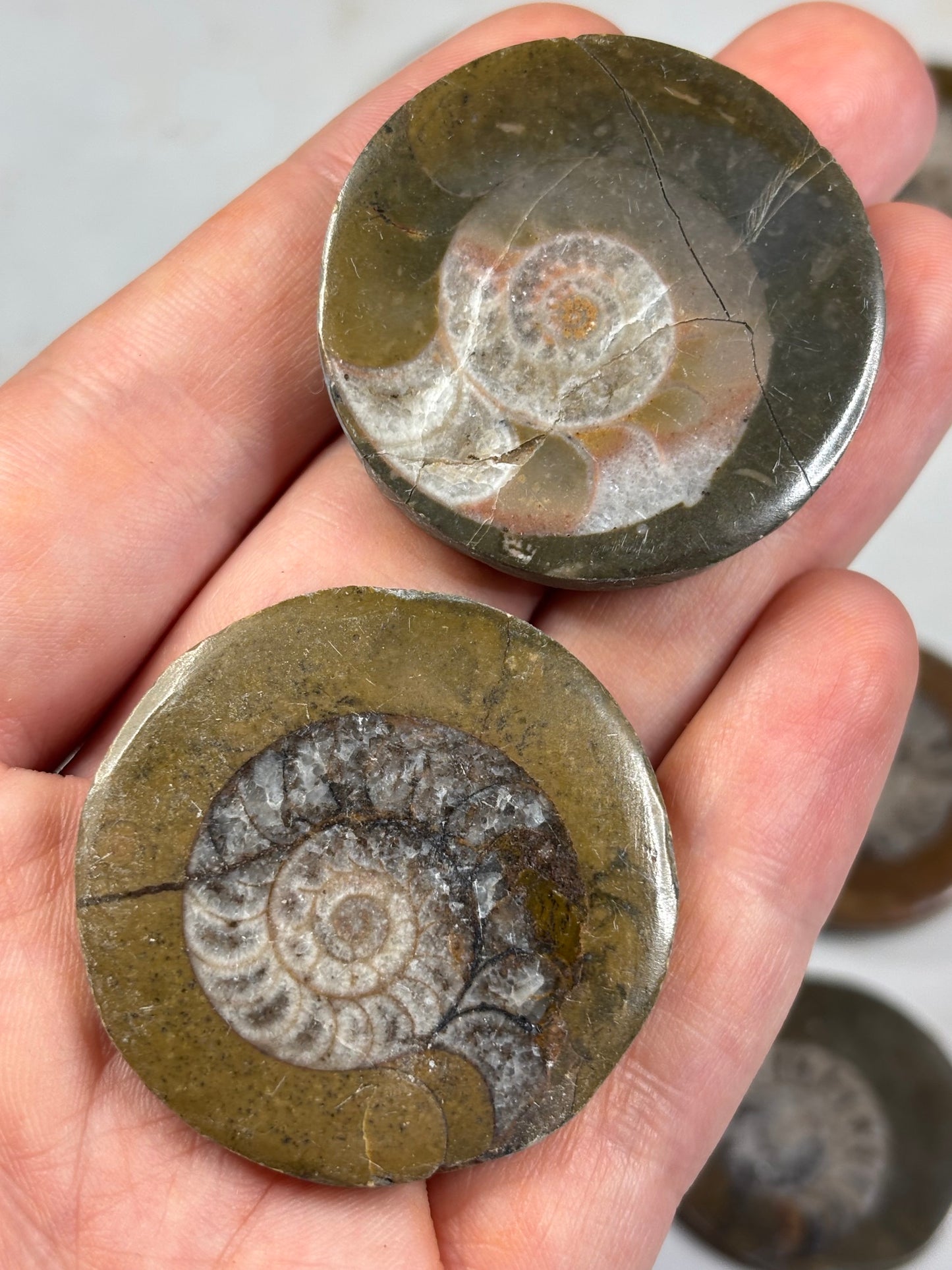 Goniatit (Ammonit) in Matrix hochglanzpoliert – Devon Fossil, Anti-Atlas Marokko