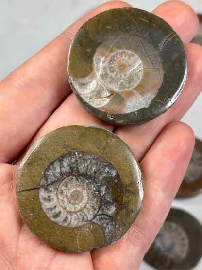 Goniatit (Ammonit) in Matrix hochglanzpoliert – Devon Fossil, Anti-Atlas Marokko