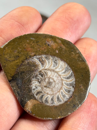 Goniatit (Ammonit) in Matrix hochglanzpoliert – Devon Fossil, Anti-Atlas Marokko