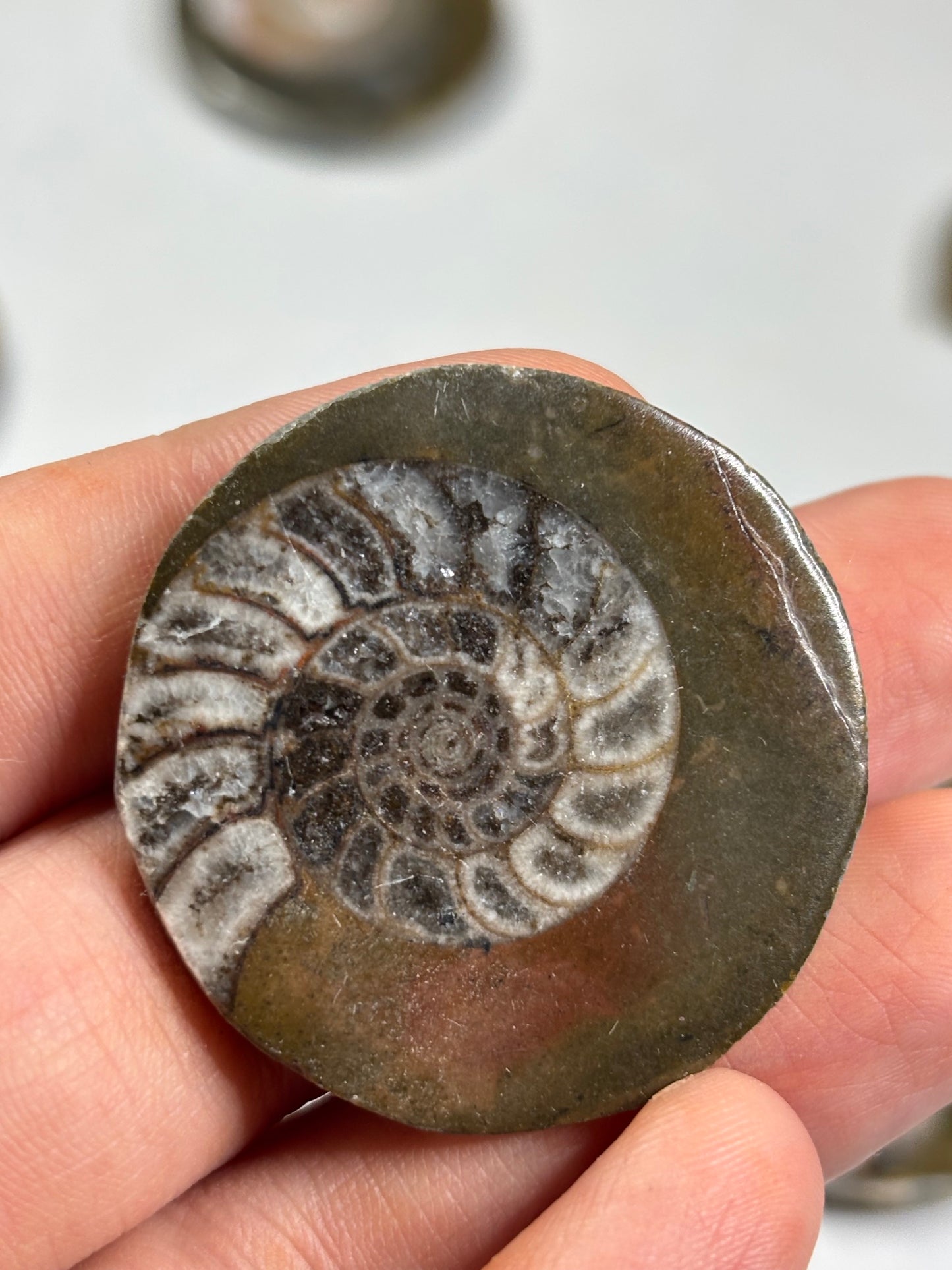 Goniatit (Ammonit) in Matrix hochglanzpoliert – Devon Fossil, Anti-Atlas Marokko