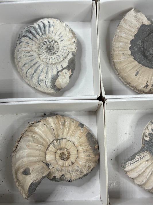 Amaltheus Ammonit ca. 40-50mm – Buttenheim