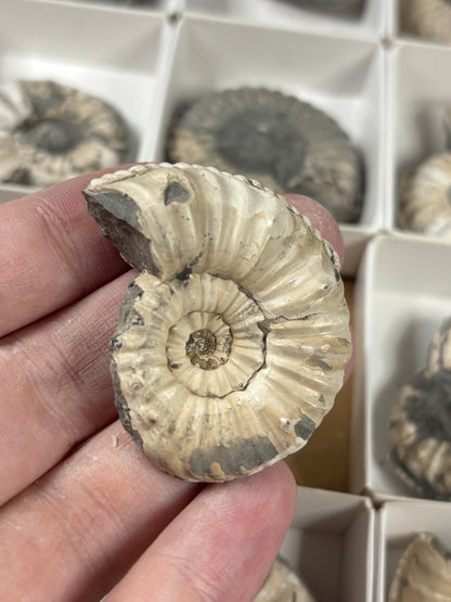 Amaltheus Ammonit ca. 40-50mm – Buttenheim