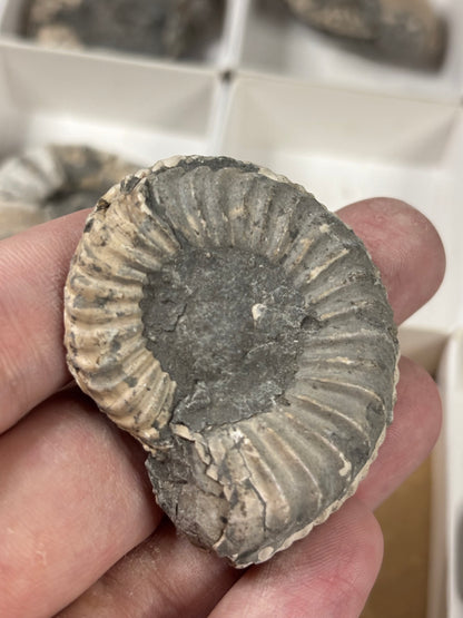 Amaltheus Ammonit ca. 40-50mm – Buttenheim