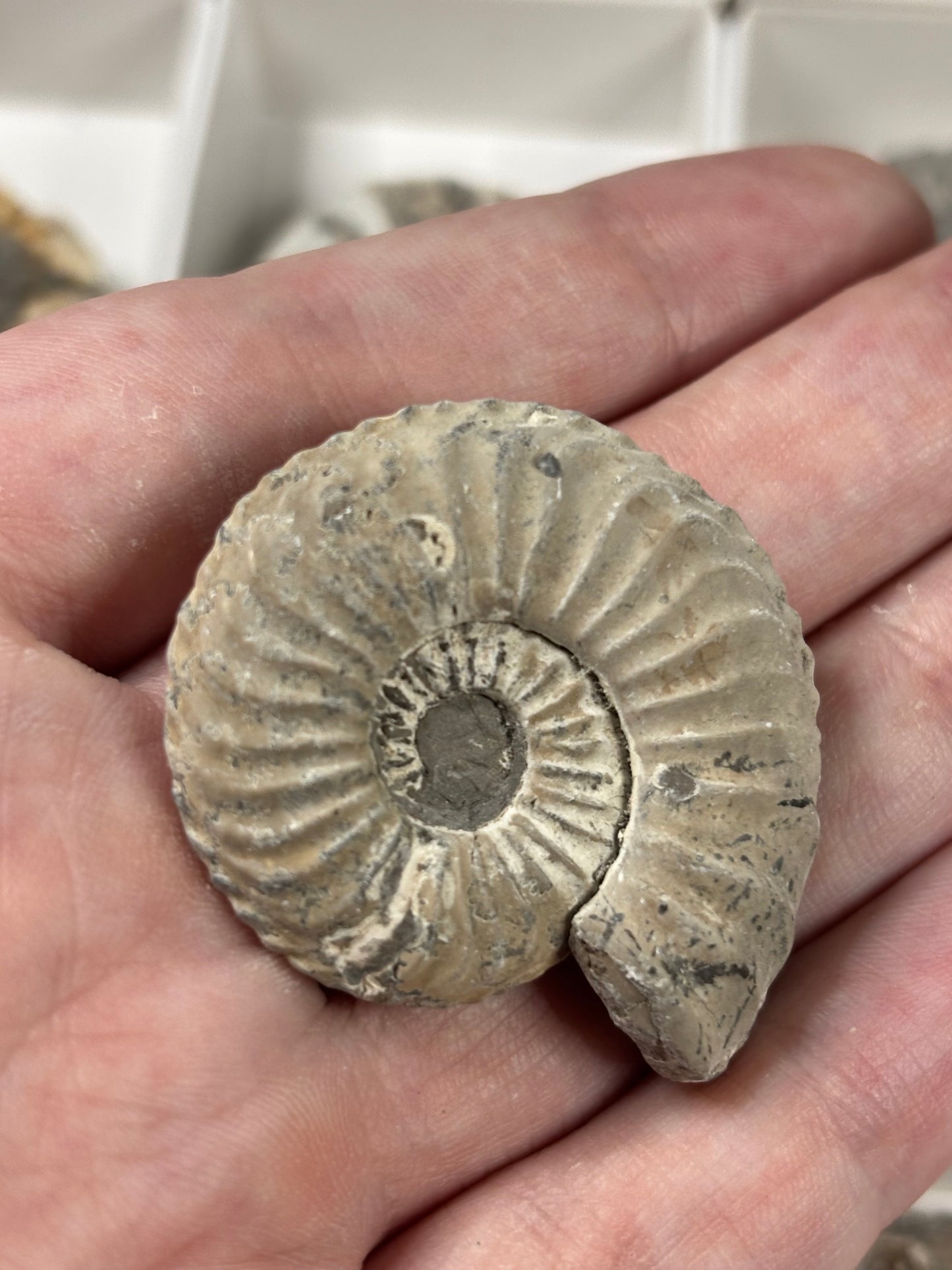 Amaltheus Ammonit ca. 40-50mm – Buttenheim