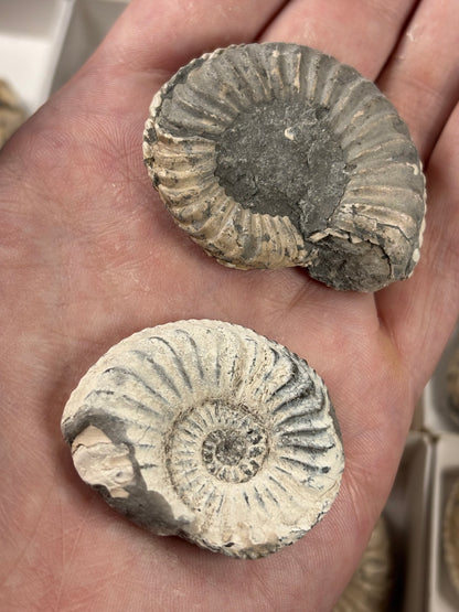 Amaltheus Ammonit ca. 40-50mm – Buttenheim