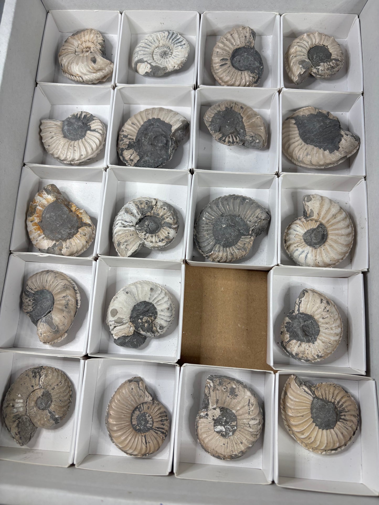 Amaltheus Ammonit ca. 40-50mm – Buttenheim