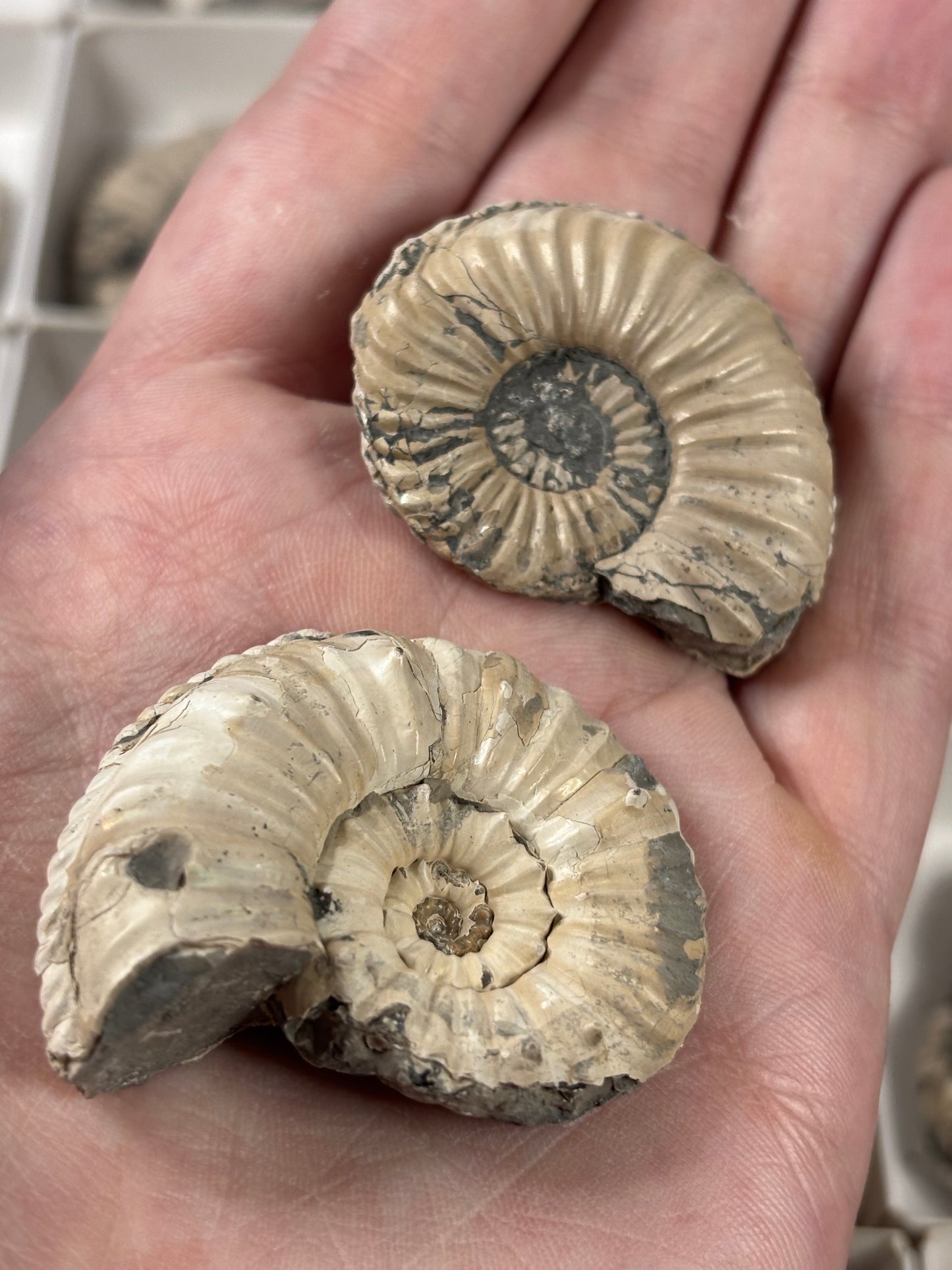 Amaltheus Ammonit ca. 40-50mm – Buttenheim