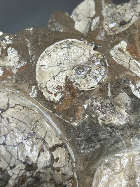 Opalisierende Ammoniten Wand XL aus Deutschland, Ammolith Rarität aus der Schwäbischen Alb, Leioceras opalinum & Pachylytoceras torulosum