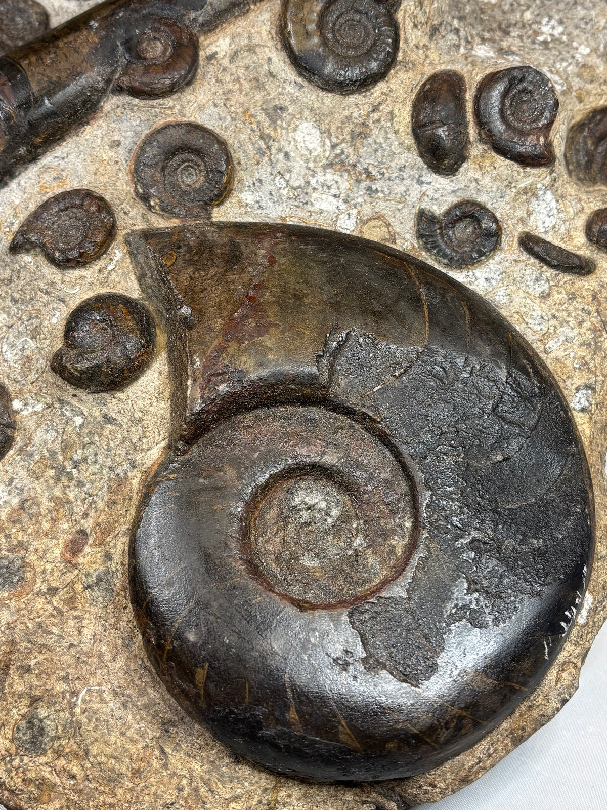 Hämatit Ammoniten- & Belemniten-Stufe (Marokko) –  In situ präpariertes Unikat (3,25 kg)