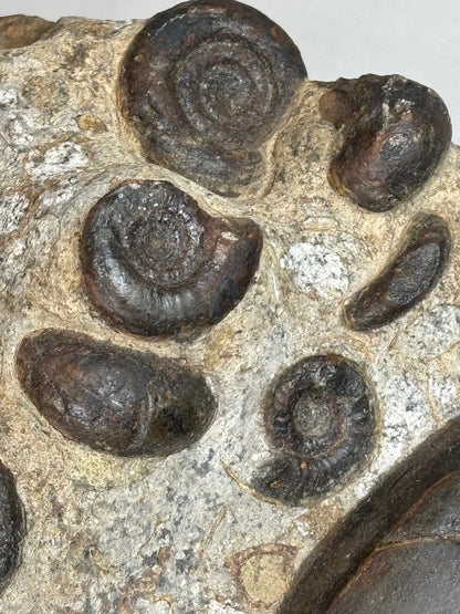 Hämatit Ammoniten- & Belemniten-Stufe (Marokko) –  In situ präpariertes Unikat (3,25 kg)