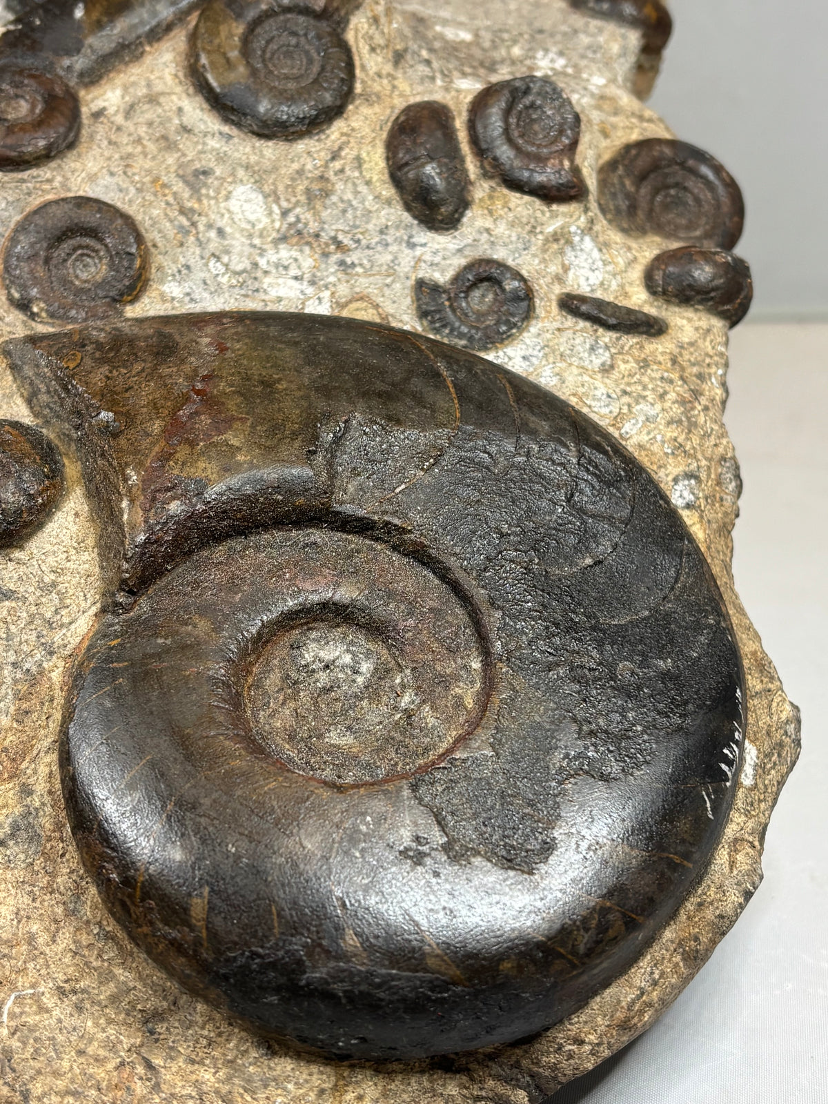 Hämatit Ammoniten- & Belemniten-Stufe (Marokko) –  In situ präpariertes Unikat (3,25 kg)