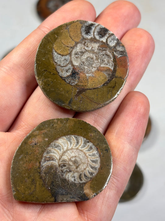Goniatit (Ammonit) in Matrix hochglanzpoliert – Devon Fossil, Anti-Atlas Marokko