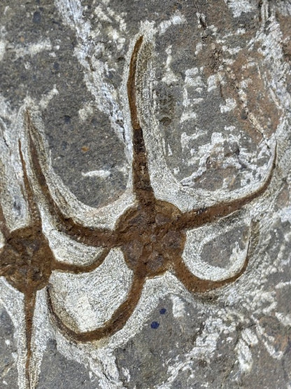 Schlangenstern Fossilienplatte XXL ca. 14,5 Kg in bester Qualität, Seelilien Gastropode Fossilien Muschel Schlangenseestern Fossilienwand Konservatlagerstätten Fossilien Seestern