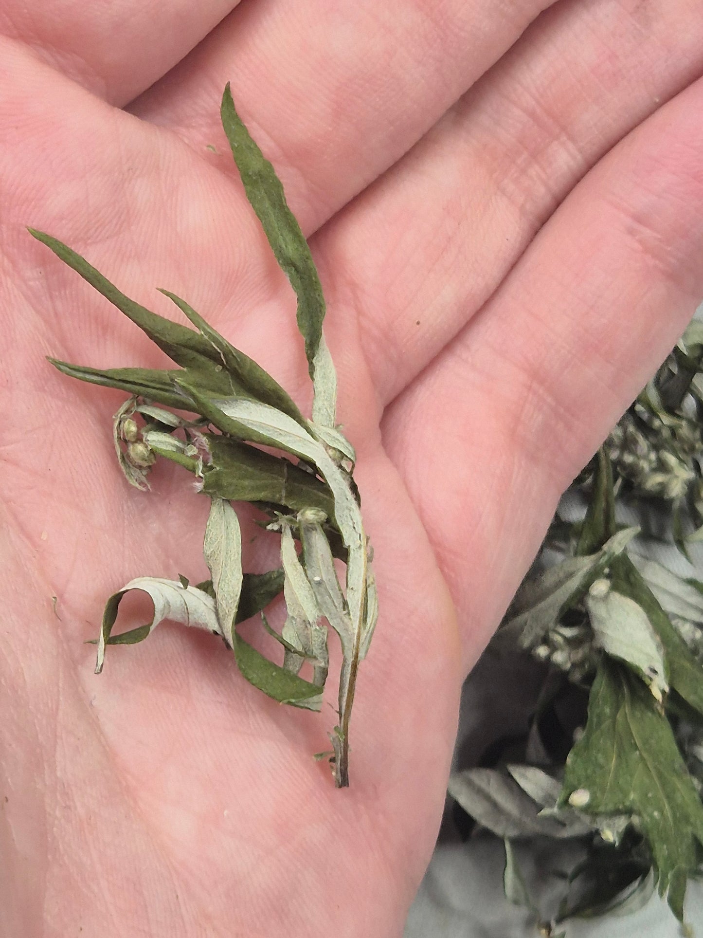 Beifuß getrocknet & geschnitten, Österreich, Räuchern, Kochen, Artemisia vulgaris