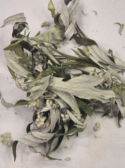 Beifuß getrocknet & geschnitten, Österreich, Räuchern, Kochen, Artemisia vulgaris