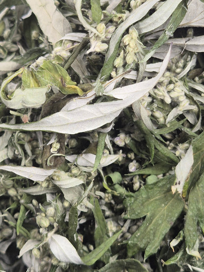 Beifuß getrocknet & geschnitten, Österreich, Räuchern, Kochen, Artemisia vulgaris