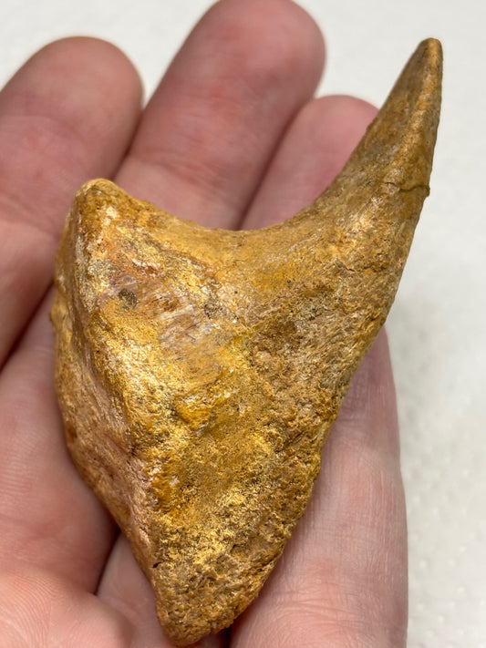 Carcharodontosaurier Handkralle groß ca. 7cm, mit Zertifikat!, naturbelassen Museum, afrikanischer T. Rex Kem Kem Marokko