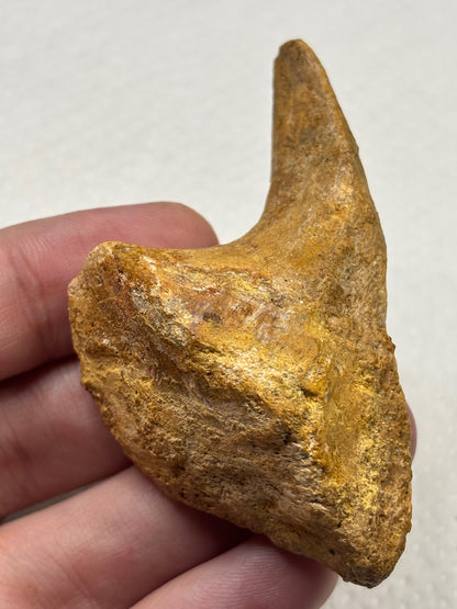 Carcharodontosaurier Handkralle groß ca. 7cm, mit Zertifikat!, naturbelassen Museum, afrikanischer T. Rex Kem Kem Marokko
