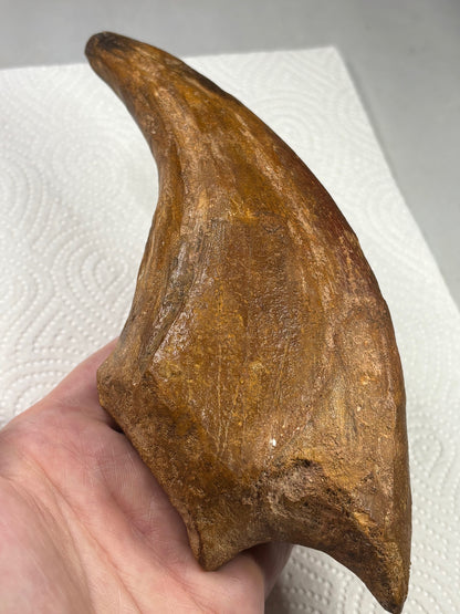 Carcharodontosaurier Kralle XXL ca. 19cm, mit Zertifikat!, naturbelassen Museum, afrikanischer T. Rex Kem Kem Marokko