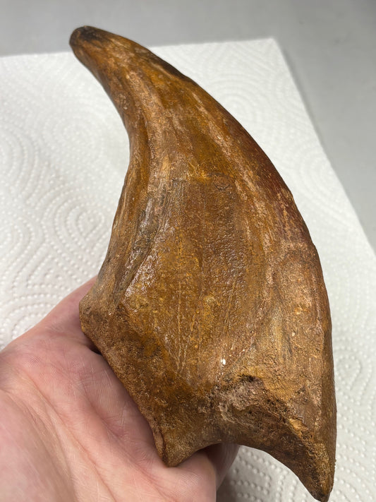 Carcharodontosaurier Kralle XXL ca. 19cm, mit Zertifikat!, naturbelassen Museum, afrikanischer T. Rex Kem Kem Marokko