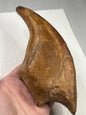 Carcharodontosaurier Kralle XXL ca. 19cm, mit Zertifikat!, naturbelassen Museum, afrikanischer T. Rex Kem Kem Marokko