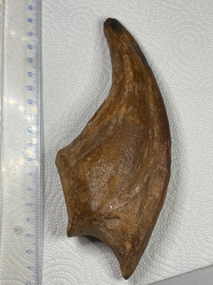 Carcharodontosaurier Kralle XXL ca. 19cm, mit Zertifikat!, naturbelassen Museum, afrikanischer T. Rex Kem Kem Marokko