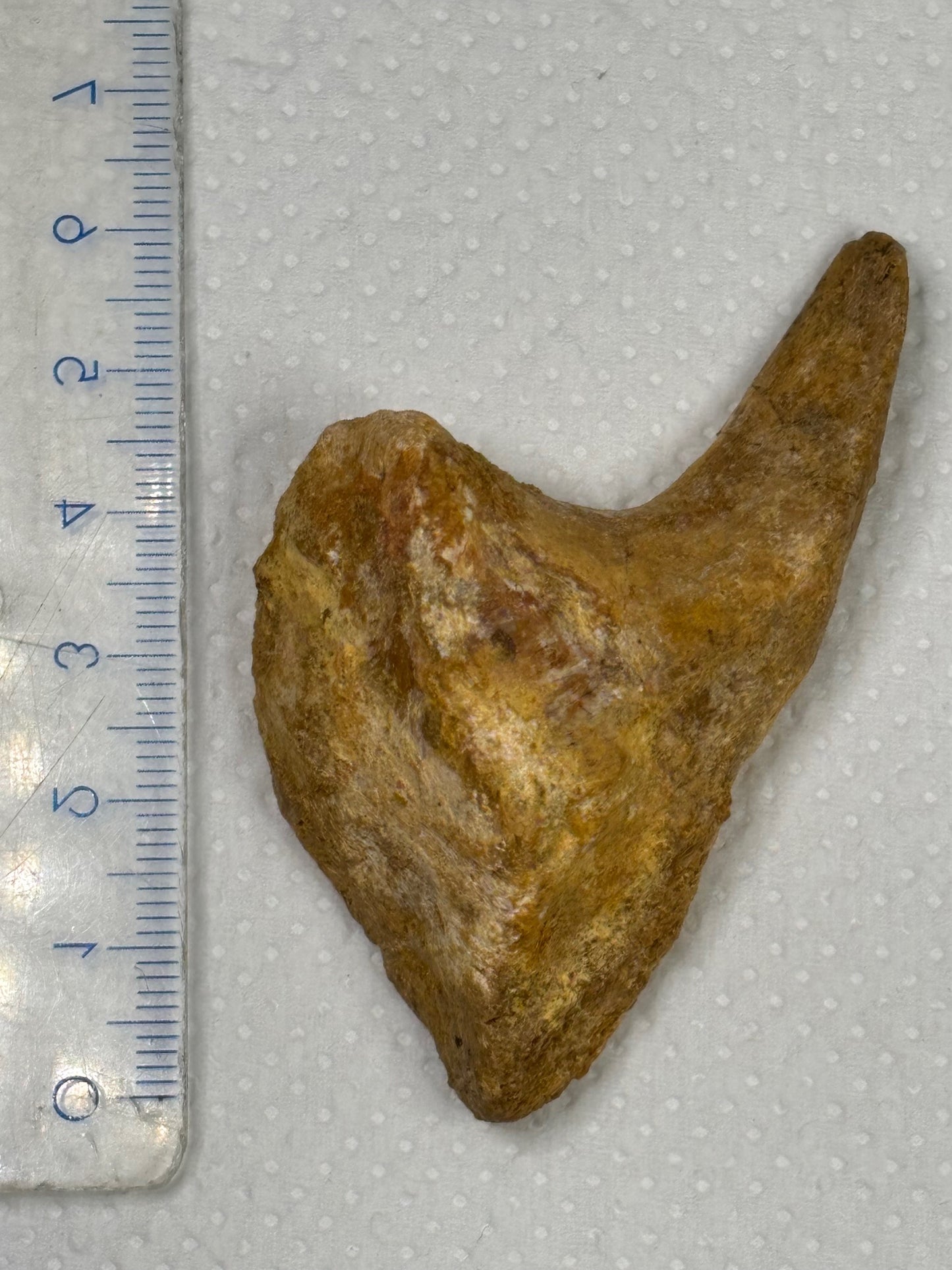 Carcharodontosaurier Handkralle groß ca. 7cm, mit Zertifikat!, naturbelassen Museum, afrikanischer T. Rex Kem Kem Marokko