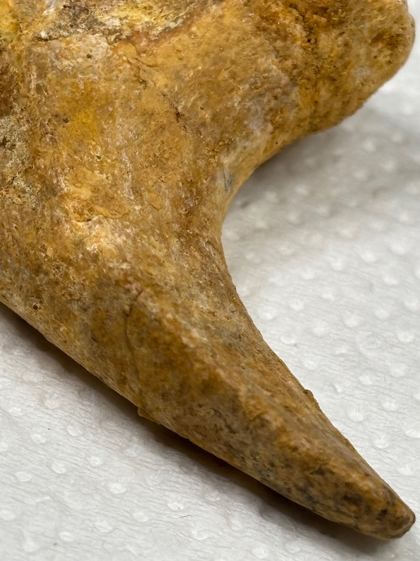 Carcharodontosaurier Handkralle groß ca. 7cm, mit Zertifikat!, naturbelassen Museum, afrikanischer T. Rex Kem Kem Marokko