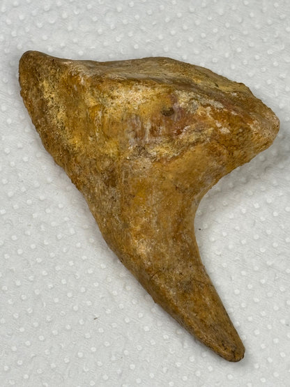 Carcharodontosaurier Handkralle groß ca. 7cm, mit Zertifikat!, naturbelassen Museum, afrikanischer T. Rex Kem Kem Marokko