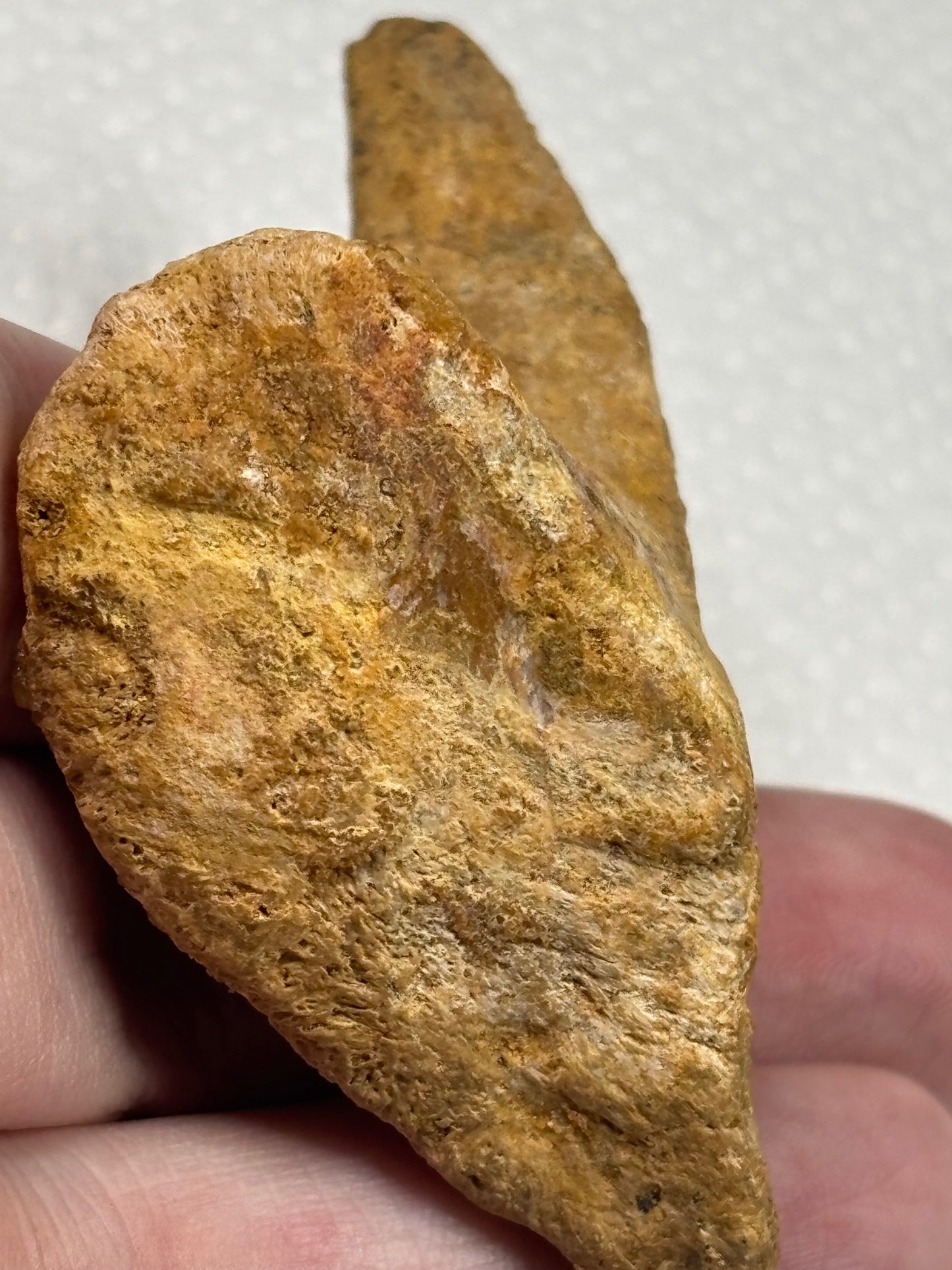 Carcharodontosaurier Handkralle groß ca. 7cm, mit Zertifikat!, naturbelassen Museum, afrikanischer T. Rex Kem Kem Marokko