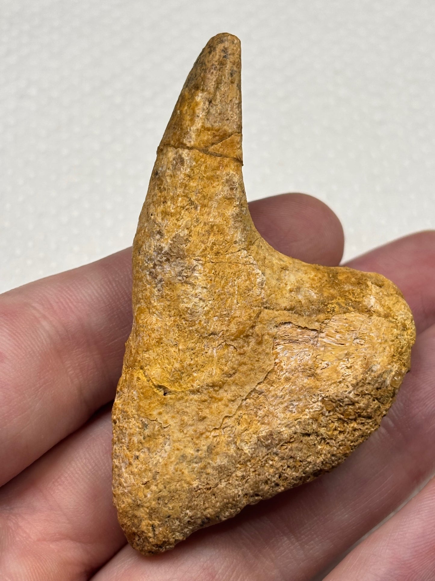Carcharodontosaurier Handkralle groß ca. 7cm, mit Zertifikat!, naturbelassen Museum, afrikanischer T. Rex Kem Kem Marokko