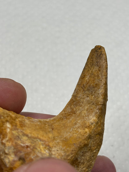 Carcharodontosaurier Handkralle groß ca. 7cm, mit Zertifikat!, naturbelassen Museum, afrikanischer T. Rex Kem Kem Marokko