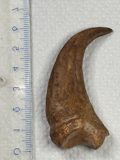 Carcharodontosaurier Handkralle groß ca. 6,5cm, mit Zertifikat!, naturbelassen Museum, afrikanischer T. Rex Kem Kem Marokko