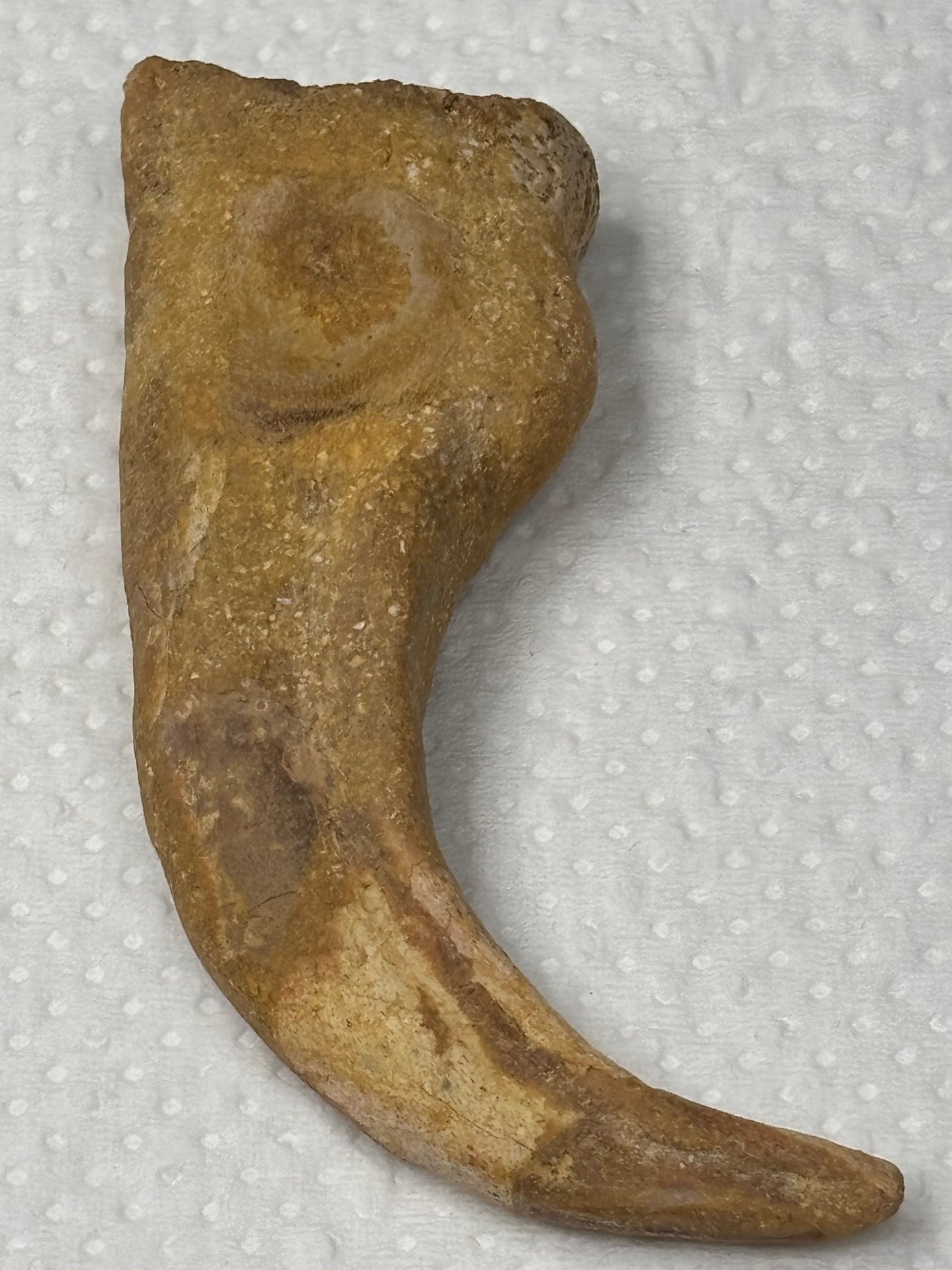 Carcharodontosaurier Kralle groß ca. 7cm, mit Zertifikat!, naturbelassen Museum, afrikanischer T. Rex Theropoden Kem Kem Marokko