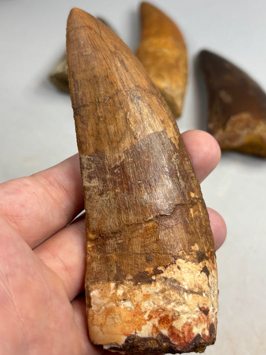 Carcharodontosaurus Zahn XXL, in bester Qualität, afrikanischer T-Rex