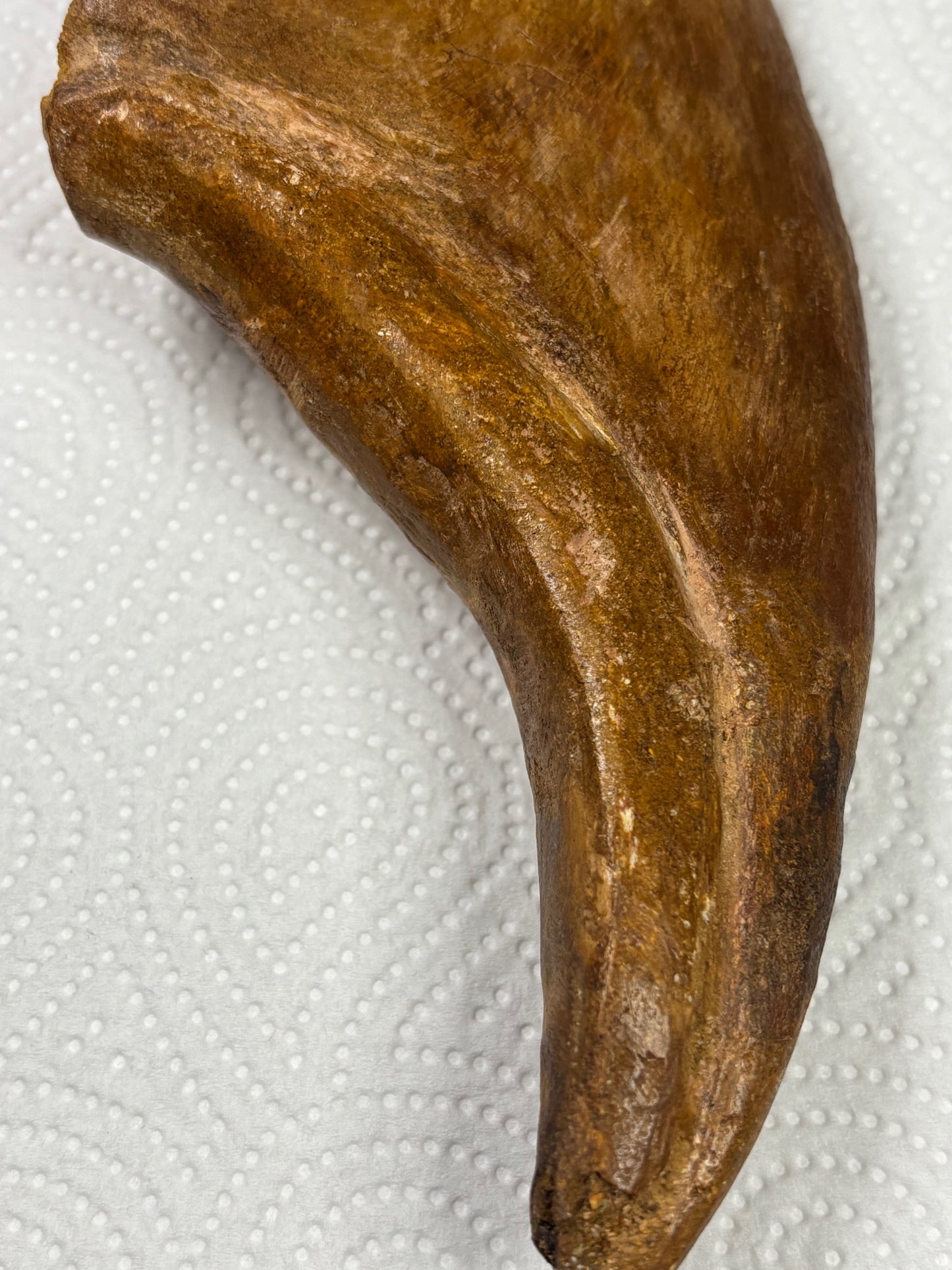 Carcharodontosaurier Kralle XXL ca. 19cm, mit Zertifikat!, naturbelassen Museum, afrikanischer T. Rex Kem Kem Marokko