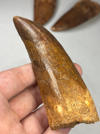 Carcharodontosaurus Zahn XXL, in bester Qualität alle über 12cm Länge, afrikanischer T-Rex