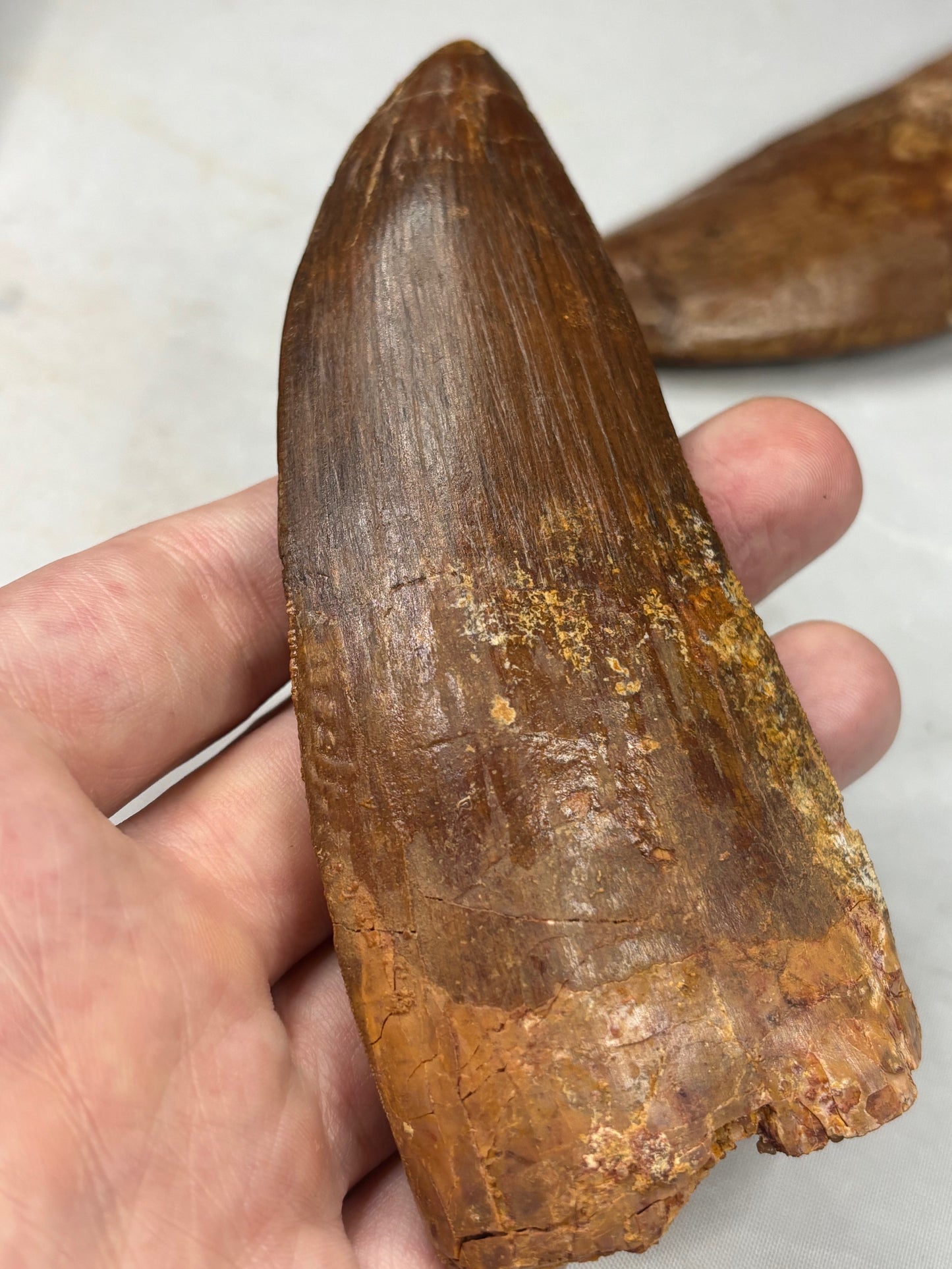 Carcharodontosaurus Zahn XXL, in bester Qualität alle über 12cm Länge, afrikanischer T-Rex