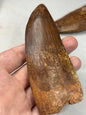 Carcharodontosaurus Zahn XXL, in bester Qualität alle über 12cm Länge, afrikanischer T-Rex