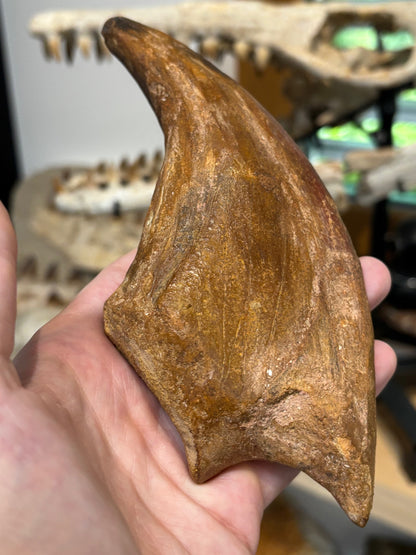 Carcharodontosaurier Kralle XXL ca. 19cm, mit Zertifikat!, naturbelassen Museum, afrikanischer T. Rex Kem Kem Marokko