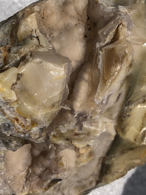 Versteinertes Holz opalisiert (Rarität) in bester Qualität mit Chalcedon (UV), fossiles Palmenholz Nadelholz fossilien Holzopal Opalholz