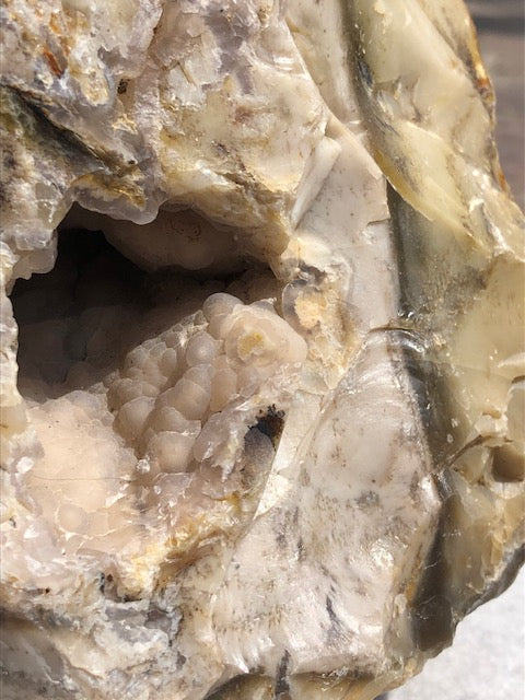 Versteinertes Holz opalisiert (Rarität) in bester Qualität mit Chalcedon (UV), fossiles Palmenholz Nadelholz fossilien Holzopal Opalholz