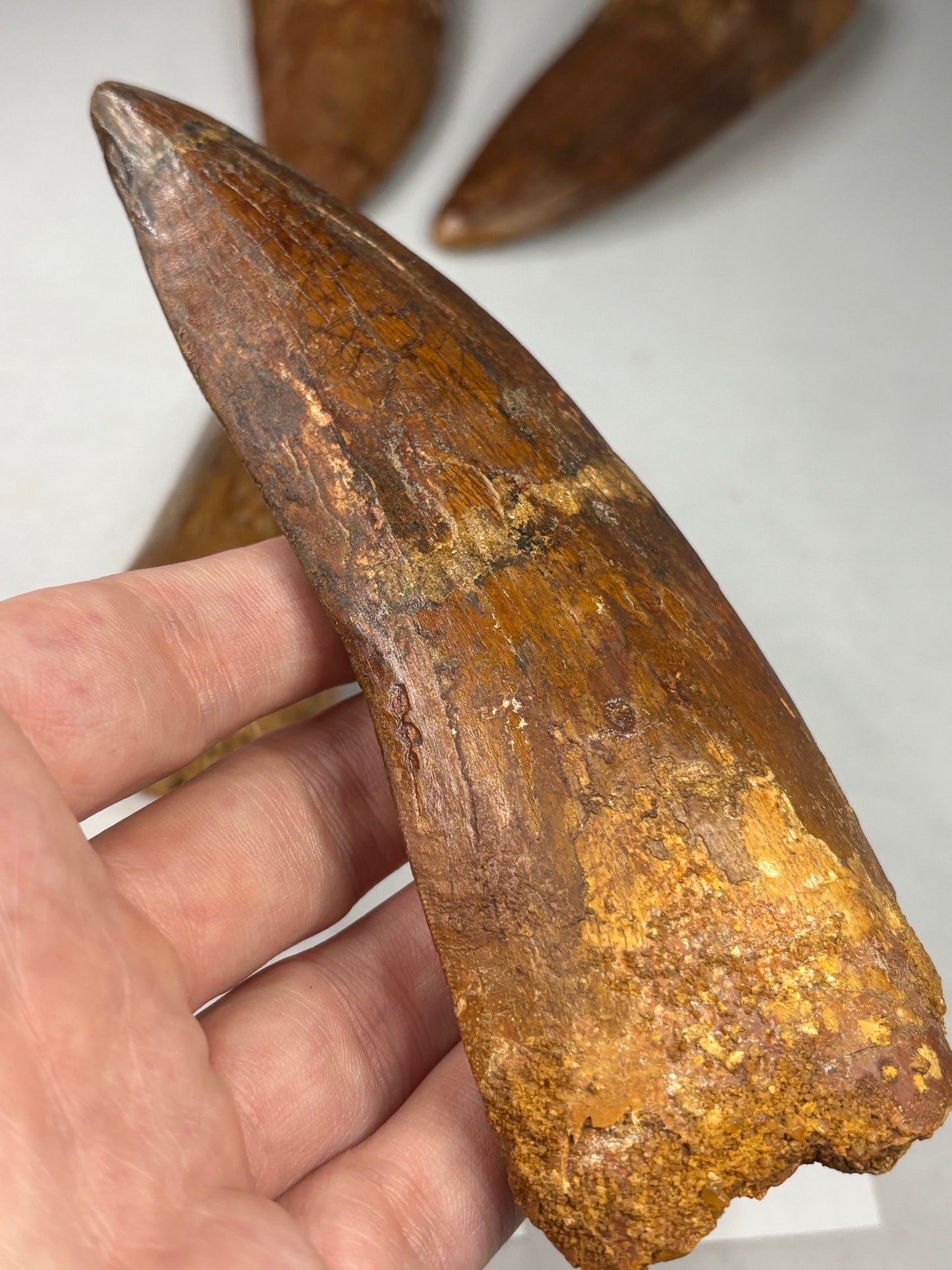Carcharodontosaurus Zahn XXL, in bester Qualität alle über 12cm Länge, afrikanischer T-Rex