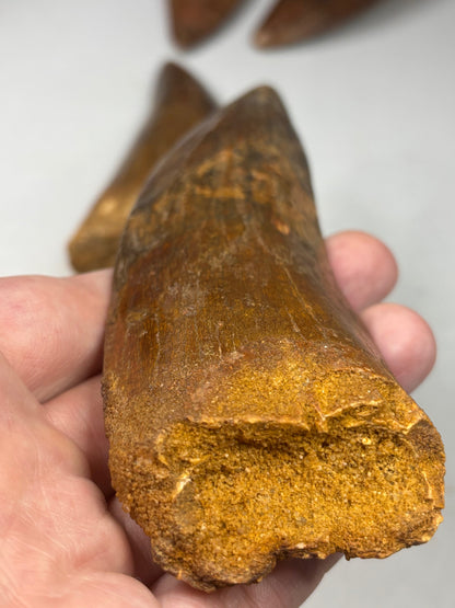 Carcharodontosaurus Zahn XXL, in bester Qualität alle über 12cm Länge, afrikanischer T-Rex