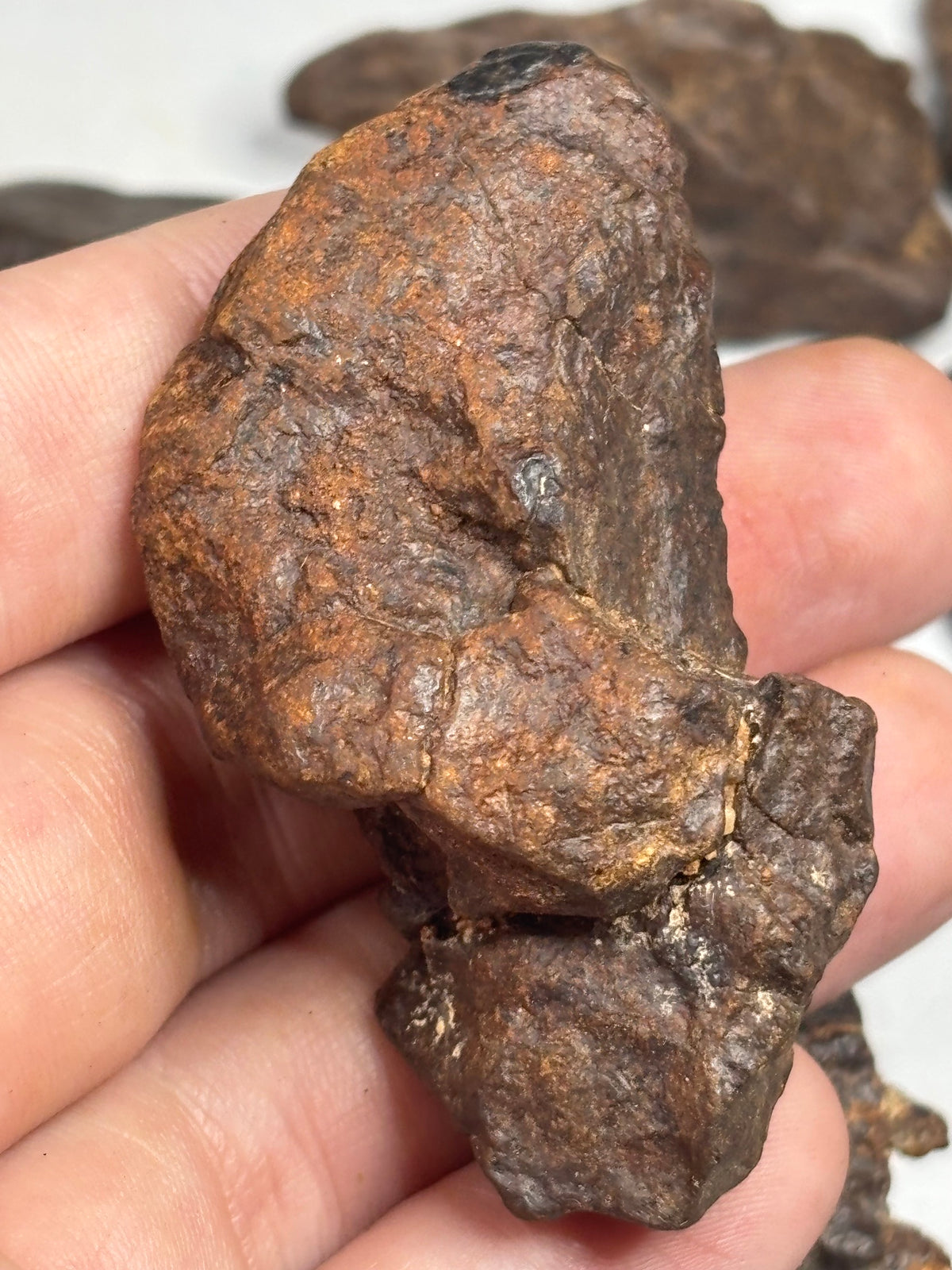 Echter Chondrit-Steinmeteorit (Sahara, Algerien) – Naturbelassene Unikate