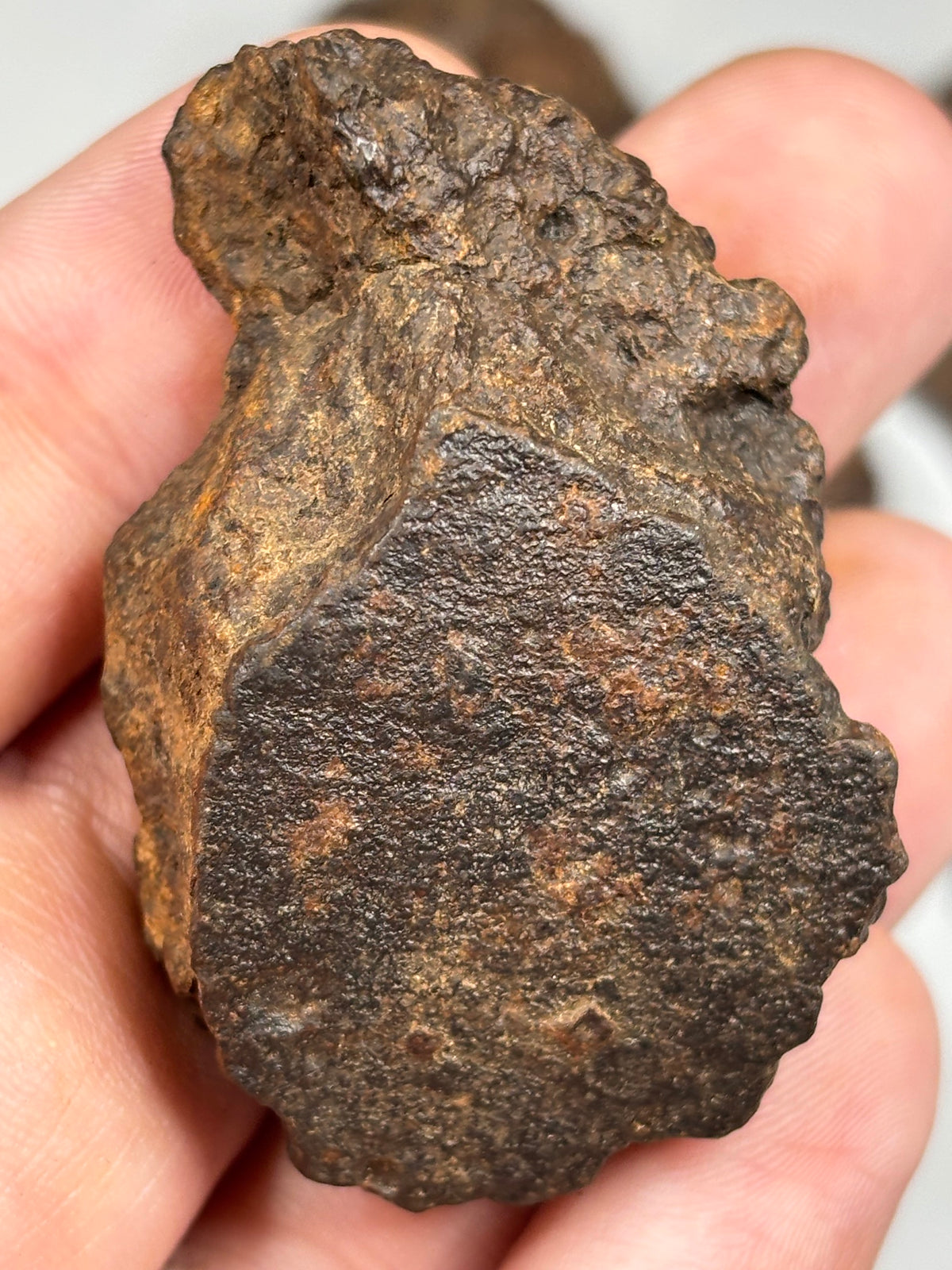 Echter Chondrit-Steinmeteorit (Sahara, Algerien) – Naturbelassene Unikate