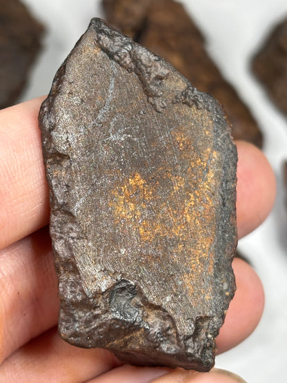 Echter Chondrit-Steinmeteorit (Sahara, Algerien) – Naturbelassene Unikate
