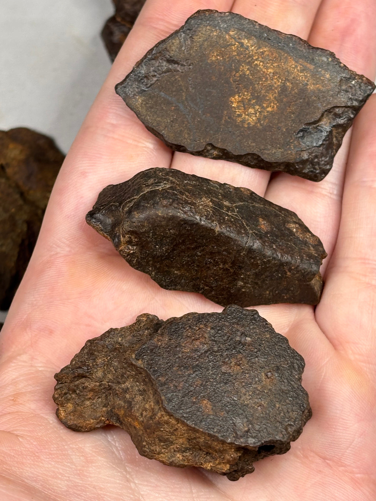 Echter Chondrit-Steinmeteorit (Sahara, Algerien) – Naturbelassene Unikate
