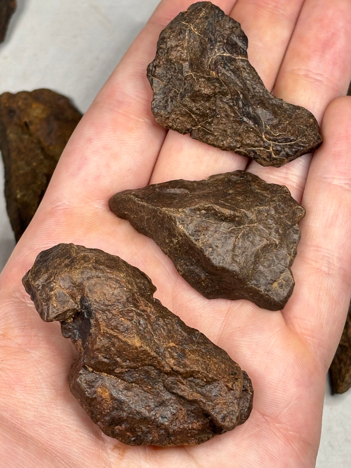 Echter Chondrit-Steinmeteorit (Sahara, Algerien) – Naturbelassene Unikate