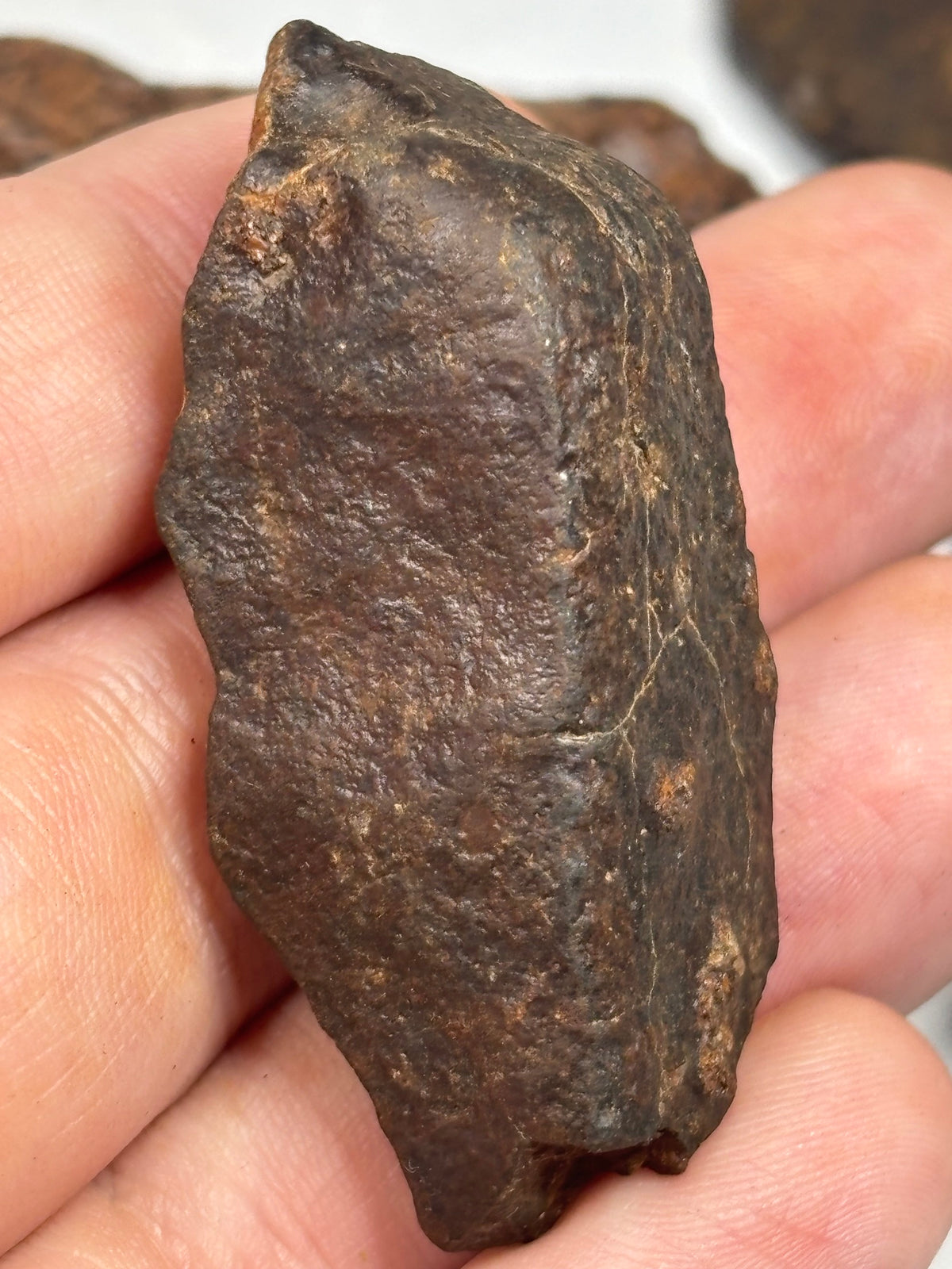 Echter Chondrit-Steinmeteorit (Sahara, Algerien) – Naturbelassene Unikate